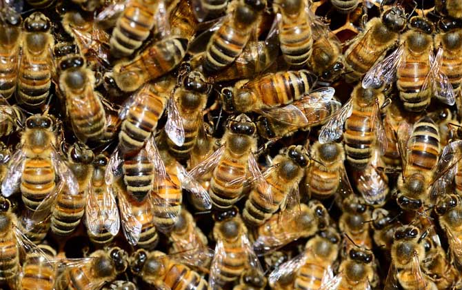 蜜蜂养殖技术