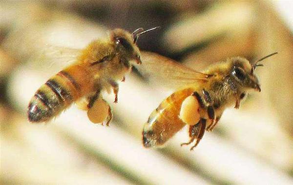 蜜蜂养殖技术是什么