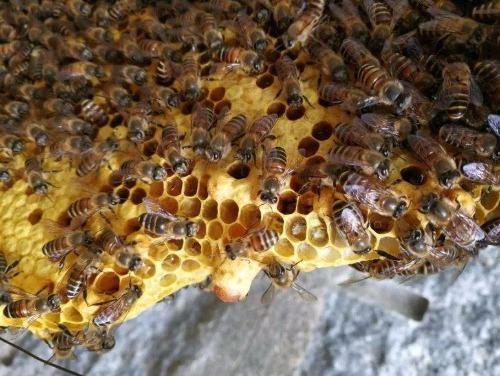 蜜蜂养殖过程中怎样区分三种王台 | ok蜜蜂论坛