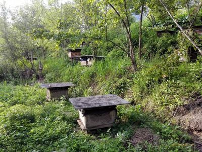 【蜜蜂养殖】蜜蜂养殖新技术
