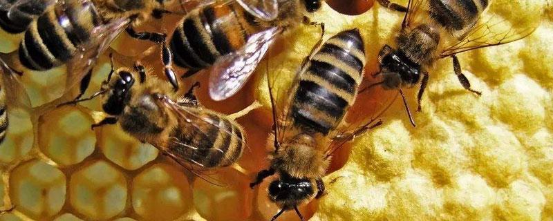 蜜蜂的养殖技术加强蜂群管理
