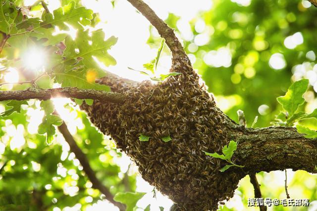 蜜蜂养殖技术中蜂群首次自然分蜂后原群的特点及管理方法