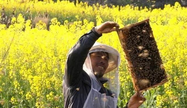蜜蜂养殖时,如何喂白砂糖而不影响蜂蜜的质量?