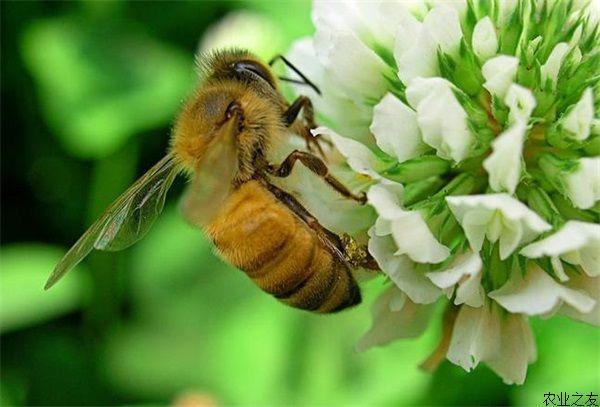 蜜蜂养殖技术之常见疾病的防治