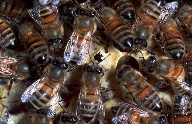 蜜蜂白垩病防治方法 - 蜜蜂养殖 - 黔农网