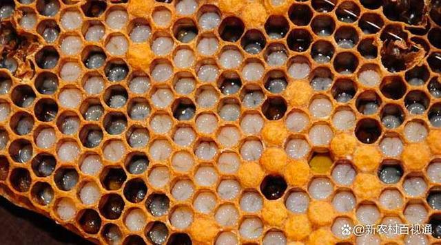 在春季百花盛开的季节,采蜜采粉的蜜蜂到处都是,对于刚刚开始养蜜蜂的