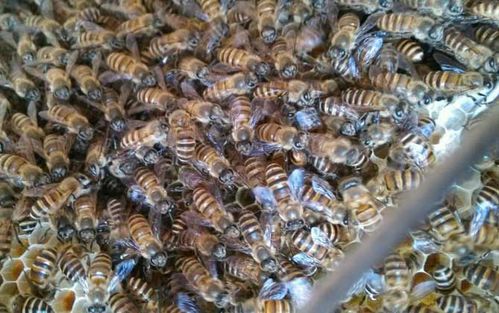 养蜜蜂怎么防止蚂蚁?