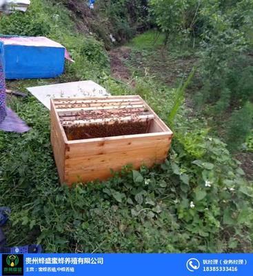 贵州蜂盛蜜蜂养殖