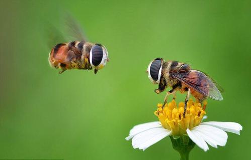 新手蜜蜂养殖前的基本知识