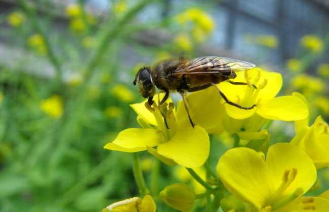 蜜蜂蜂群春季管理方案 - 蜜蜂养殖 - 黔农网