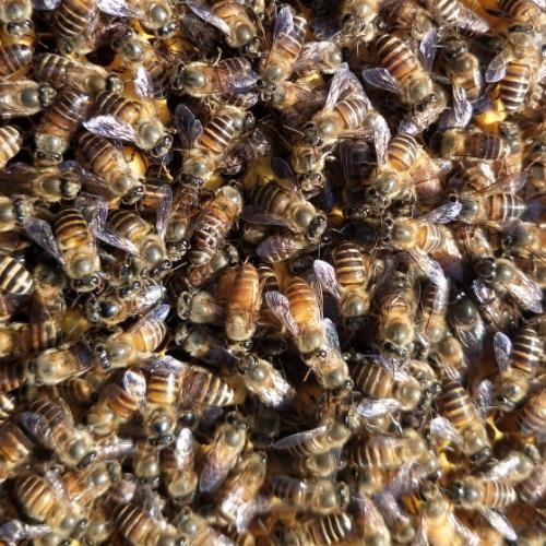 蜜蜂群雄蜂的作用以及多余的雄蜂要如何处理的方法