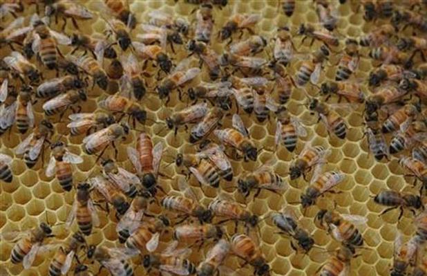 蜜蜂夏季管理技术 - 蜜蜂养殖 - 黔农网
