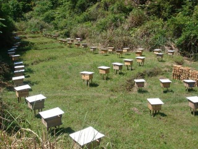 蜜蜂养殖技术|中蜂意蜂黑蜂等蜂种的形态及生活习性