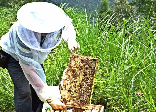 身居大山30年与世隔绝,65岁的他成为浙江省最牛 土蜂蜜匠人