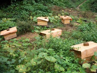 我们只养本地土生土长的中华蜜蜂,产品只有土蜂蜜,