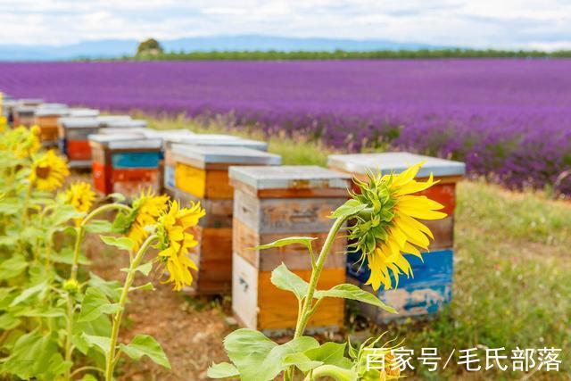 蜜蜂养殖技术|防止采集和误食蜂蜜的五点措施