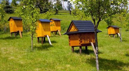 蜜蜂养殖技术|蜂群中有无雄蜂对蜂产品产量的影响