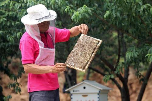 丰富的山场林地资源,以贫困户脱贫增收为目标,着力推广蜜蜂养殖产业
