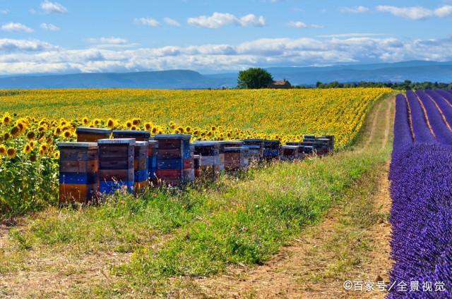 蜜蜂养殖技术|蜂群春繁前的特点及选择适合春繁的场地