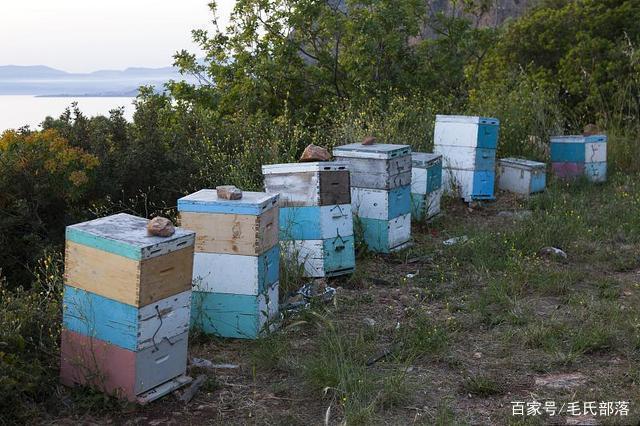 蜜蜂养殖技术|自然分蜂群选择新巢穴的要求及启示