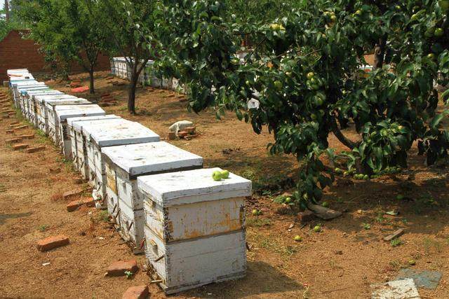 蜜蜂养殖技术|养蜂蜂群加脾及饲料