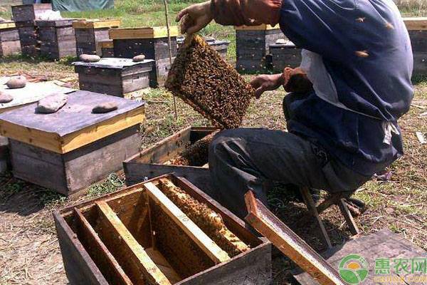 农村蜜蜂养殖土蜜蜂高效养殖技术