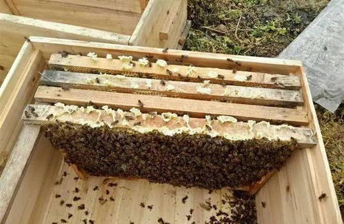 现在大量用的现代化蜂箱,蜜蜂真的喜欢吗 3个事实 蜜蜂很委屈