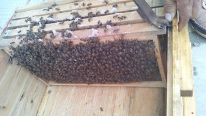 贵州 蜜蜂养殖出售 钟山蜜蜂养殖中蜂出售 六盘水蜜蜂养殖中蜂出售 盘县蜜蜂养殖中蜂出售 水城蜜蜂养殖土蜂出售